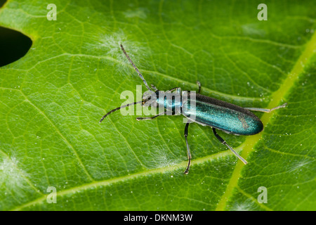 Il polline-alimentando Beetle, spesse zampe coleottero di fiori, false blister coleotteri, Blauer Scheinbockkäfer, Ischnomera sp., Asclera sp. Foto Stock