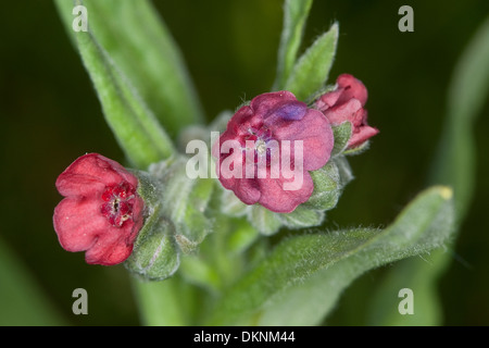 Il Segugio del comune di lingua, houndstongue, cane lingua zingara, fiore Hundszunge, Echte Hundszunge, Cynoglossum officinale Foto Stock