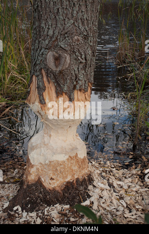 Beaver danni a un salice adiacente ad un laghetto, con chip da albero sul terreno. Foto Stock