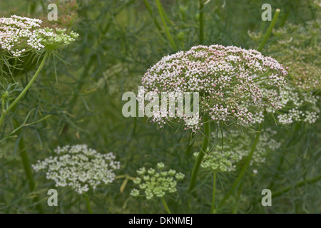 Dente di prelevamento, Zahnstocher-Ammei, Echter su Ammei, Ammi visnaga Foto Stock