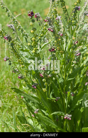 Il Segugio del comune di lingua, houndstongue, cane lingua zingara, fiore Hundszunge, Echte Hundszunge, Cynoglossum officinale Foto Stock