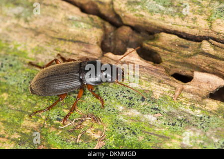 Seme di fragola Beetle, Behaarter Schnellläufer, Behaarter Schnelläufer, Harpalus rufipes, Pseudoophonus rufipes Foto Stock