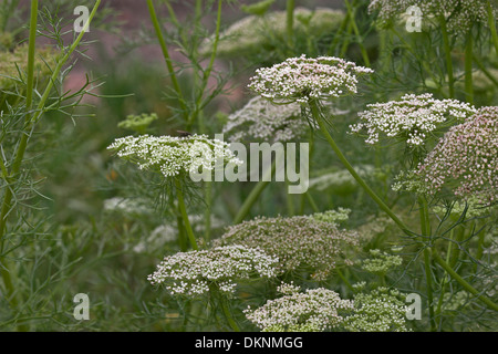 Dente di prelevamento, Zahnstocher-Ammei, Echter su Ammei, Ammi visnaga Foto Stock