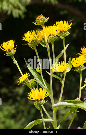 Scabwort, cavalli di guarire, Marchalan, Echter su Alant, Helenenkraut, Inula helenium, Enula Foto Stock