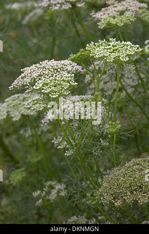 Dente di prelevamento, Zahnstocher-Ammei, Echter su Ammei, Ammi visnaga Foto Stock