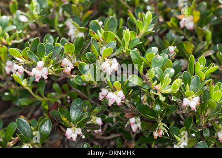 Uva ursina, mirtillo rosso, Echte Bärentraube, Immergrüne Bärentraube, Arctostaphylos uva-ursi, Busserolle, Uva passa d'ours Foto Stock