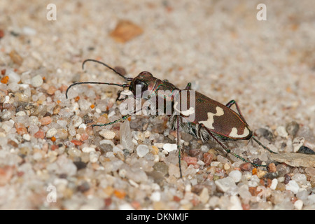 Dune del nord tiger beetle, Dünen-Sandlaufkäfer, Brauner Sandlaufkäfer, Sand-Laufkäfer, Cicindela hybrida, Caribidi Foto Stock