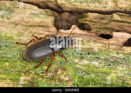 Seme di fragola Beetle, Behaarter Schnellläufer, Behaarter Schnelläufer, Harpalus rufipes, Pseudoophonus rufipes Foto Stock