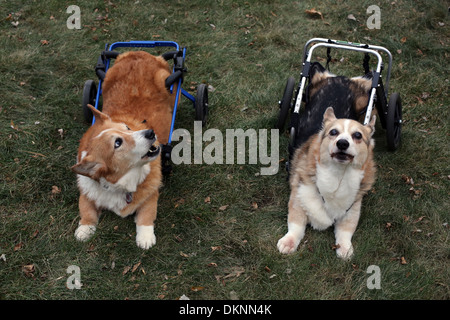 Due vecchi cani Corgi con carri. Foto Stock