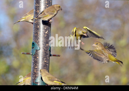 Giardino bird feeder, Greenfinches, carduelis chloris, litigando su alimenti, Norfolk, Regno Unito, dicembre Foto Stock