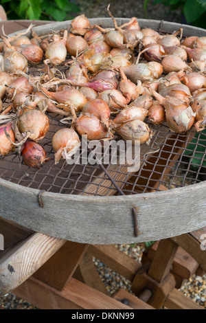 Giardino, giardinaggio, estate, crescendo, scalogno, alliums, essiccazione, maturazione, fuori, meteo Foto Stock