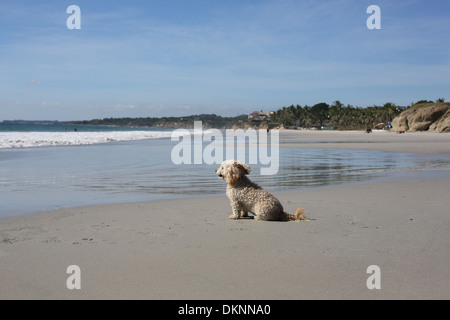 Un piccolo cane sulla spiaggia di Riviera, Nayarit in Messico. Foto Stock