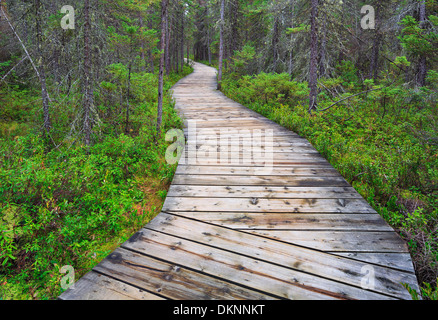 Il Boardwalk sull'abete rosso Bog Trail, Algonquin Provincial Park, Ontario, Canada Foto Stock