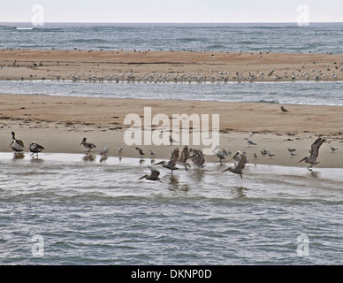 Pellicani, gabbiani, piro-piro e altri uccelli di mare popolare un isolato banco di sabbia nel suono Pamlico nella Outer Banks di NC Foto Stock