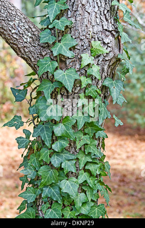 Un inglese un vitigno di edera si arrampica e un sanguinello tronco di albero Foto Stock