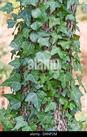 Close up English ivy scalata verso il tronco di un albero di corniolo Foto Stock