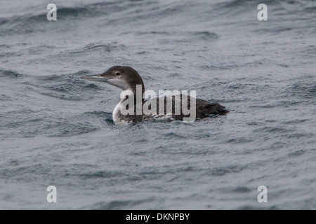 Great Northern Diver (Common Loon) Gavia immer Foto Stock