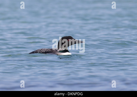 Great Northern Diver (Common Loon) Gavia immer Foto Stock