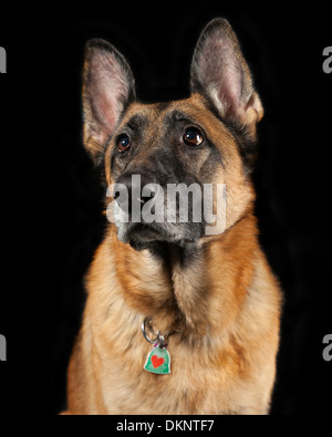 Ascolto di avviso femmina pastore tedesco cane sfondo nero Foto Stock