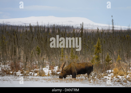 Maschio di bull moose con corna pascolano sulla vegetazione sommersa in Congelato stagno lungo la Dalton Highway Alaska USA Foto Stock