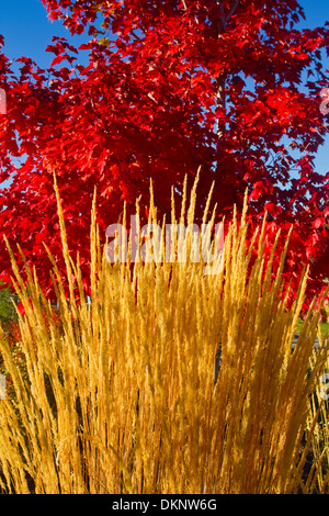 Brillanti colori gialli e rossi di colori autunnali curvatura Oregon USA Foto Stock