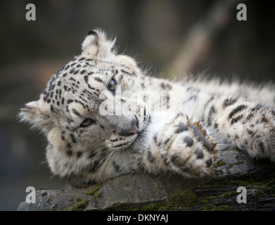 Maschio di snow leopard cub giacente su roccia Foto Stock