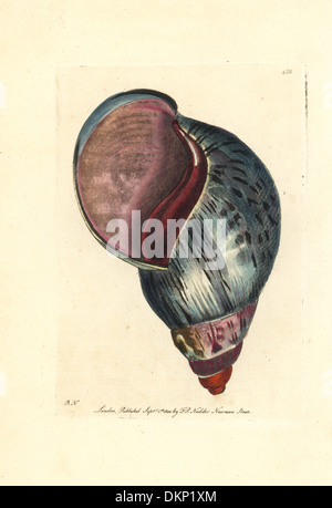 Giant terra africana, lumaca Achatina fulica. Foto Stock