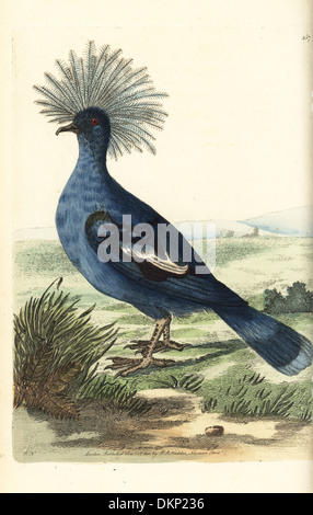 Western incoronato pigeon, Goura cristata. Vulnerabili. Foto Stock
