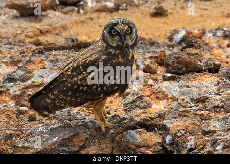 Corto-eared owl permanente sulla scogliera lavica a Genovesa Island (chiamato anche Isola Tower), Isole Galapagos, Ecuador. Foto Stock