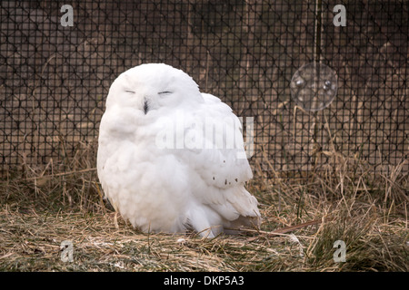Maschio di civetta delle nevi con gli occhi chiusi al Toronto Zoo. Bubo scandiacus Foto Stock