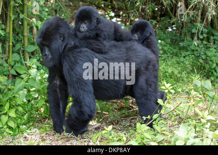 Gorilla di Montagna (Gorilla gorilla beringei) madre che trasportano circa un anno e mezzo il vecchio gemelli, Parc National des Volcans, Ruanda Foto Stock
