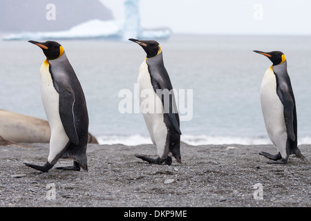 Pinguino reale (Aptenodytes patagonicus) tre adulti a piedi in linea sulla spiaggia, Fortuna Bay, Georgia del Sud Foto Stock