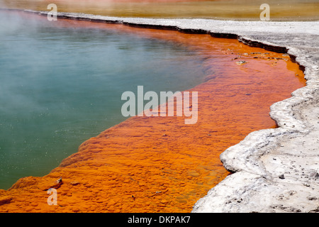 Champagne in piscina a Wai-O-Tapu Wonderland geotermica, a Rotorua, Nuova Zelanda. Foto Stock