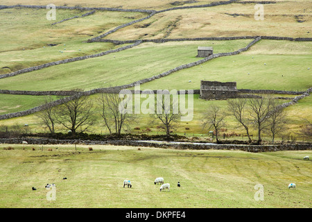 Pecore al pascolo nei campi rurali Foto Stock