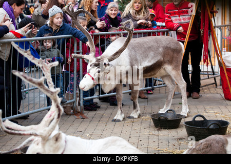 Parata di renne in Windsor al tempo di Natale 2013 Foto Stock