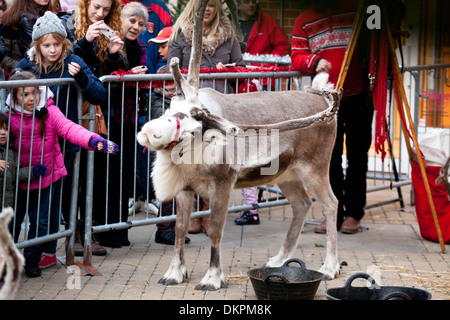 Parata di renne in Windsor al tempo di Natale 2013 Foto Stock