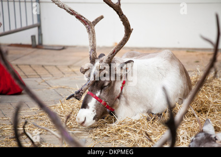 Parata di renne in Windsor al tempo di Natale 2013 Foto Stock