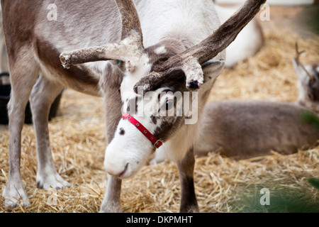 Parata di renne in Windsor al tempo di Natale 2013 Foto Stock