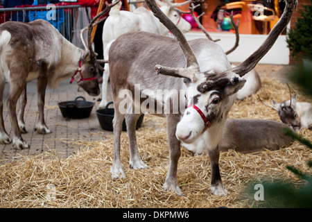 Parata di renne in Windsor al tempo di Natale 2013 Foto Stock