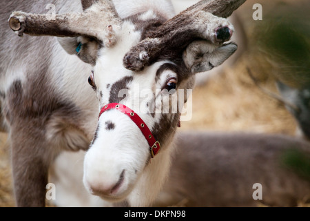 Parata di renne in Windsor al tempo di Natale 2013 Foto Stock