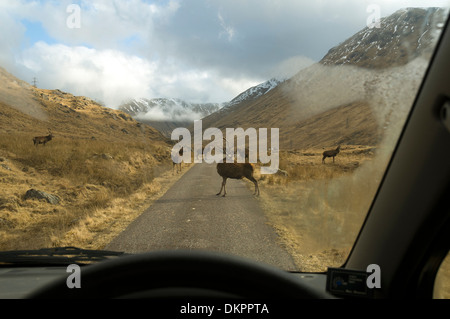 Una mandria di cervi rossi, Cervus elaphus, visto attraverso un parabrezza di automobile su una strada vicino al Loch Quoich, regione delle Highlands, Scotland, Regno Unito Foto Stock