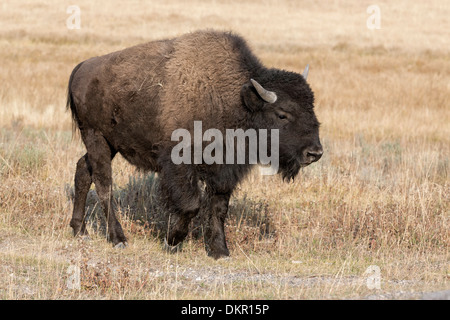 Bisonti americani - Giovane femmina Foto Stock