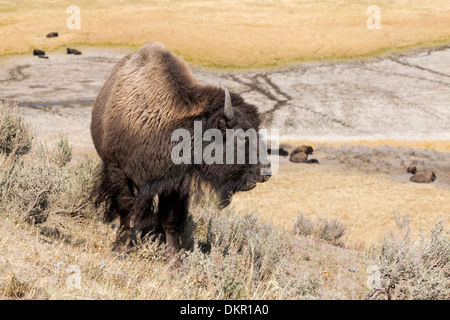 Bisonti americani - Giovane femmina Foto Stock