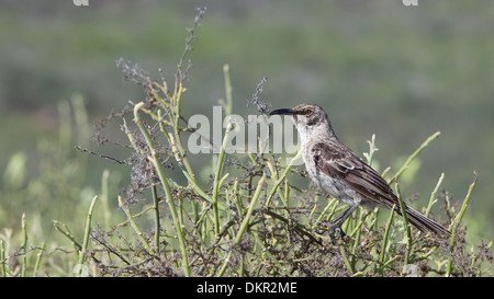 Le Galapagos Mockingbird Nesomimus parvulus animale Foto Stock