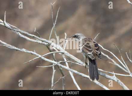 Chatham Mockingbird Nesomimus melanotis Foto Stock