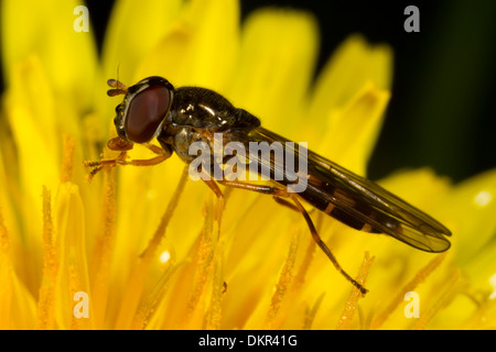 A scacchi (Hoverfly Melanostoma scalare) femmina in un fiore di tarassaco. Powys, Galles. Maggio. Foto Stock