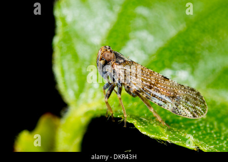 Lacehopper Tachycixius pilosus adulto su una foglia di betulla. Powys, Galles. Maggio. Foto Stock