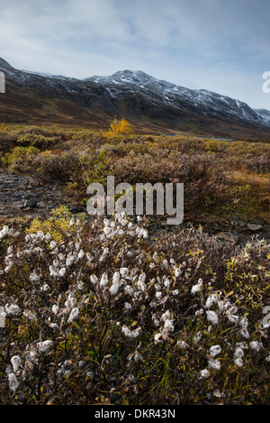 Europa Karsavagge Nord Europa Svezia Scandinavia Skanden Lapponia alpina paesaggio di montagna paesaggio di montagna Foto Stock