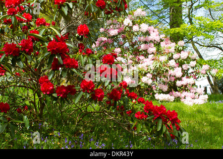Coltivate la fioritura dei rododendri con Bluebells (Hyacinthoides non scripta) in un bosco giardino. Powys, Galles. Maggio. Foto Stock