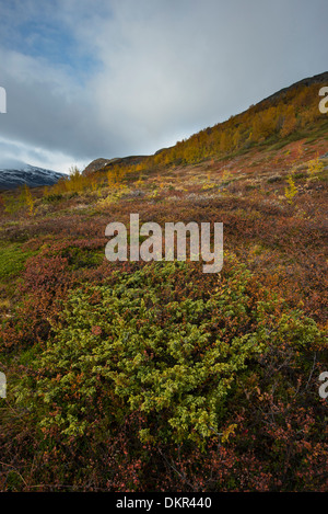 Europa Karsavagge Nord Europa Svezia Scandinavia Skanden Lapponia alpina paesaggio di montagna paesaggio di montagna Foto Stock